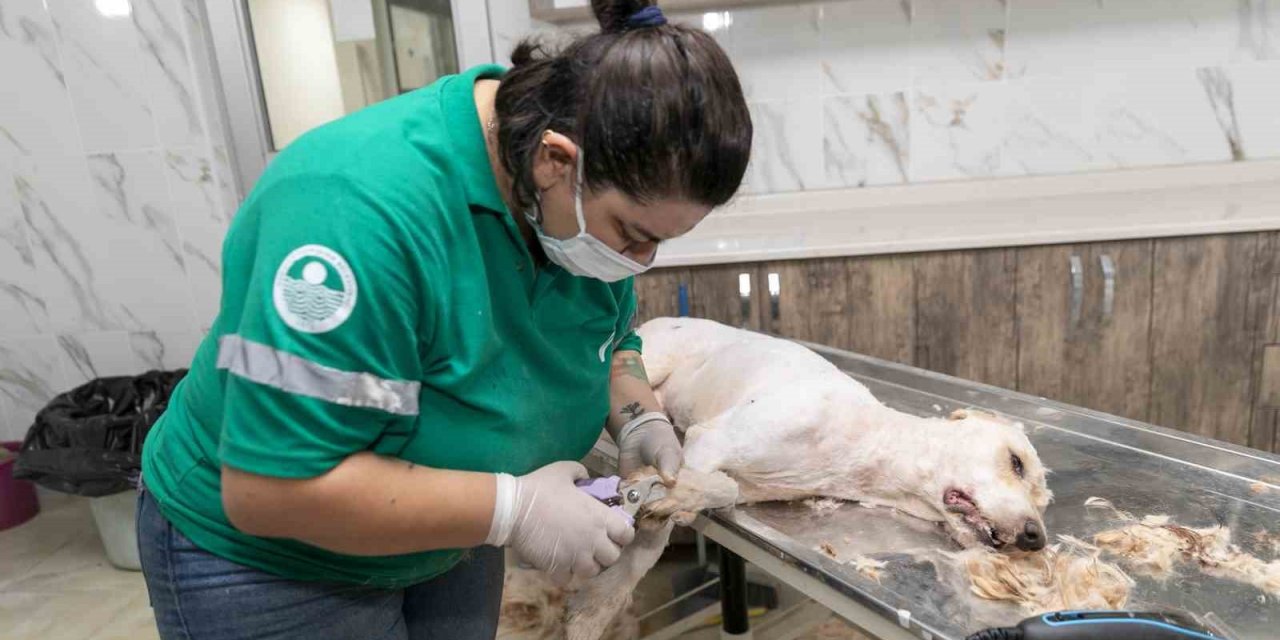 Patili Dostların Sağlığı Ve Konforu İçin Özel Hizmet: Pet Kuaför