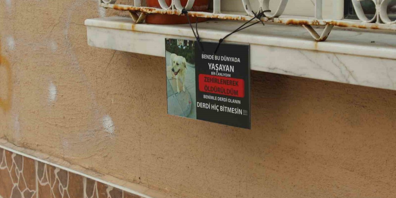 Zehirlenerek Öldürüldüğü İddia Edilen ‘kahraman’ Hayvanseverleri Ayağa Kaldırdı