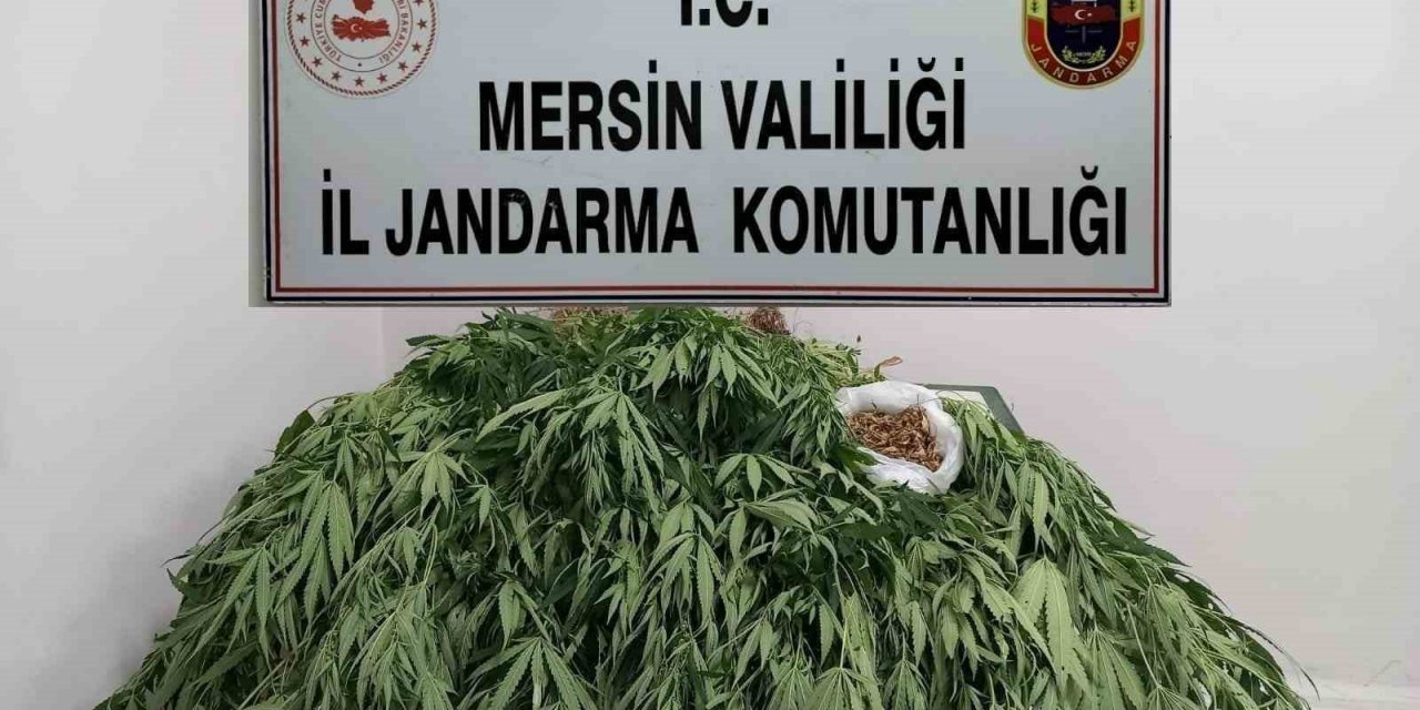 Mersin’de 341 Kök Kenevir Ele Geçirildi