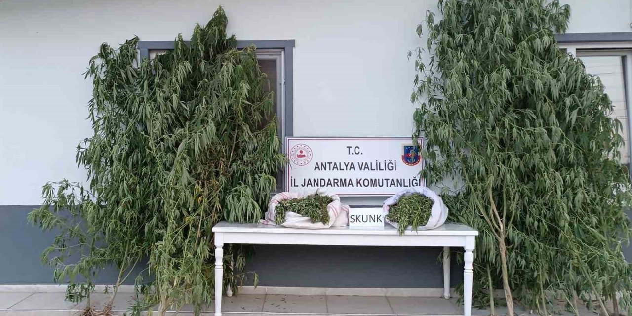 Antalya’da 17 Kilogram Skunk Uyuşturucu Ele Geçirildi