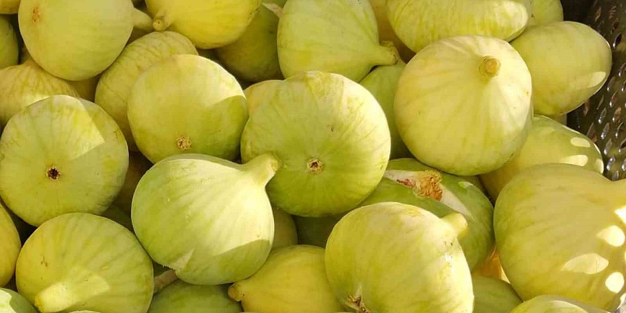 Mersin’de Beyaz İncir Altın Yılını Yaşıyor