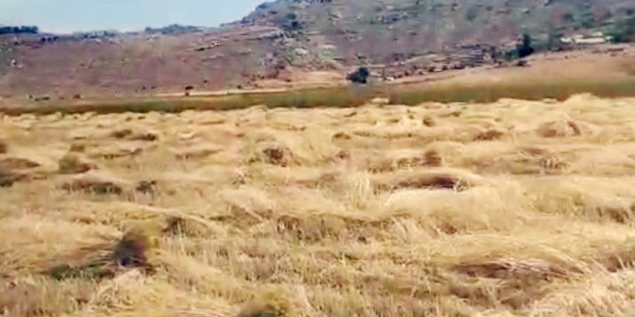 Yaylalarda Hububat Hasadı Başladı