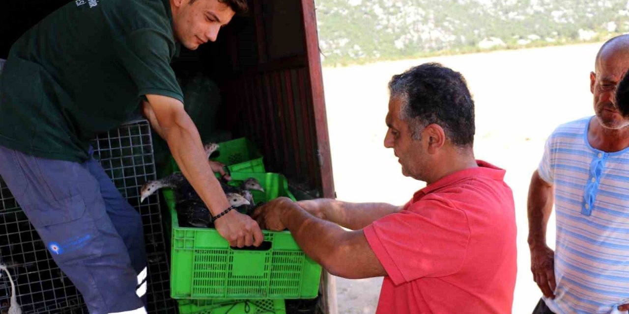 Büyükşehir Belediyesinin, Hindi İle Çekirge Mücadelesi Bu Yıl Da Sürüyor