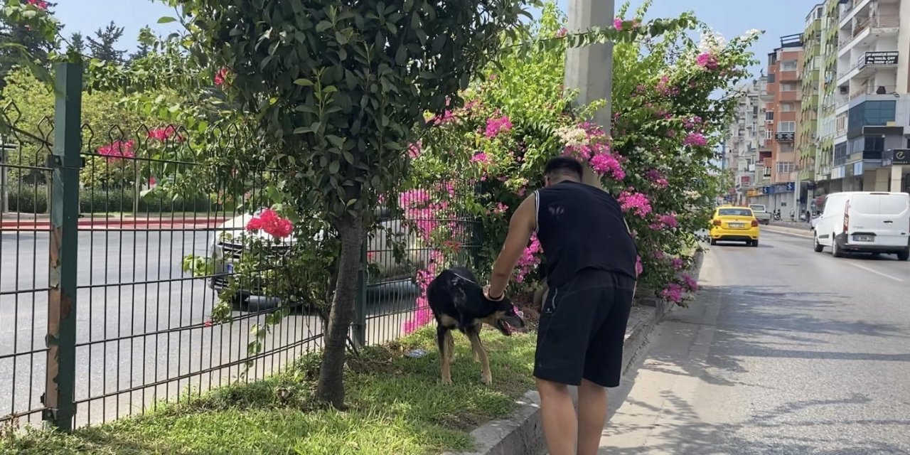 Kara Yoluna Çıkan Köpek Trafiği Birbirine Kattı, Sürücüleri Peşinden Koşturdu