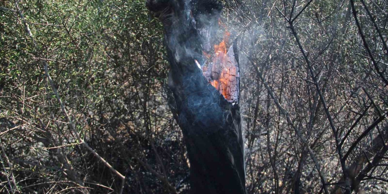 Ot Çalılık Yangınında Onlarca Zeytin Ağacı Küle Döndü