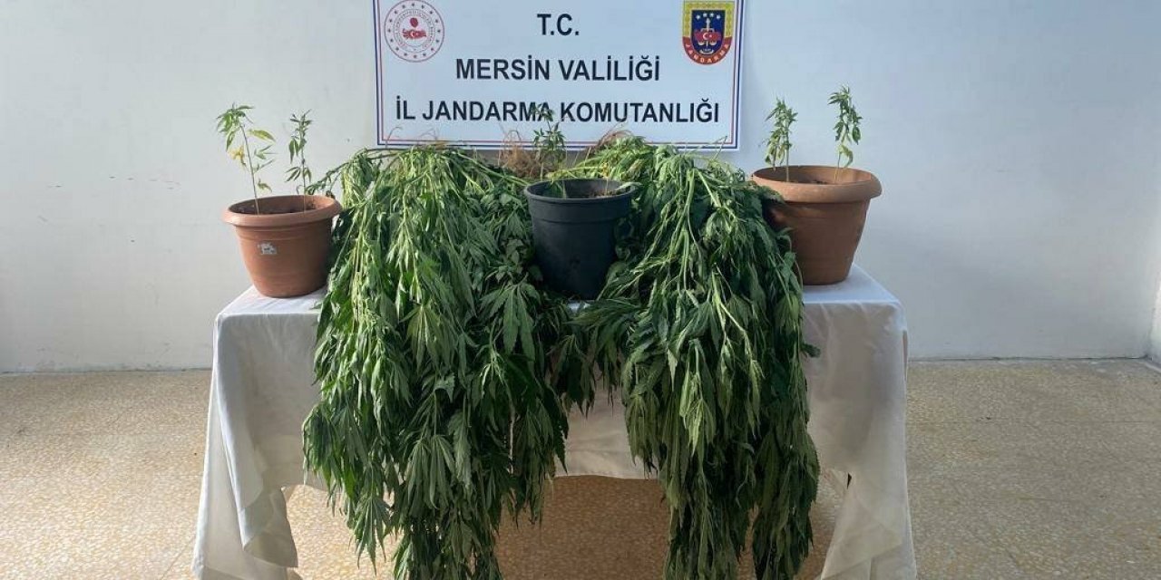Mersin’de 327 Kök Kenevir Ele Geçirildi