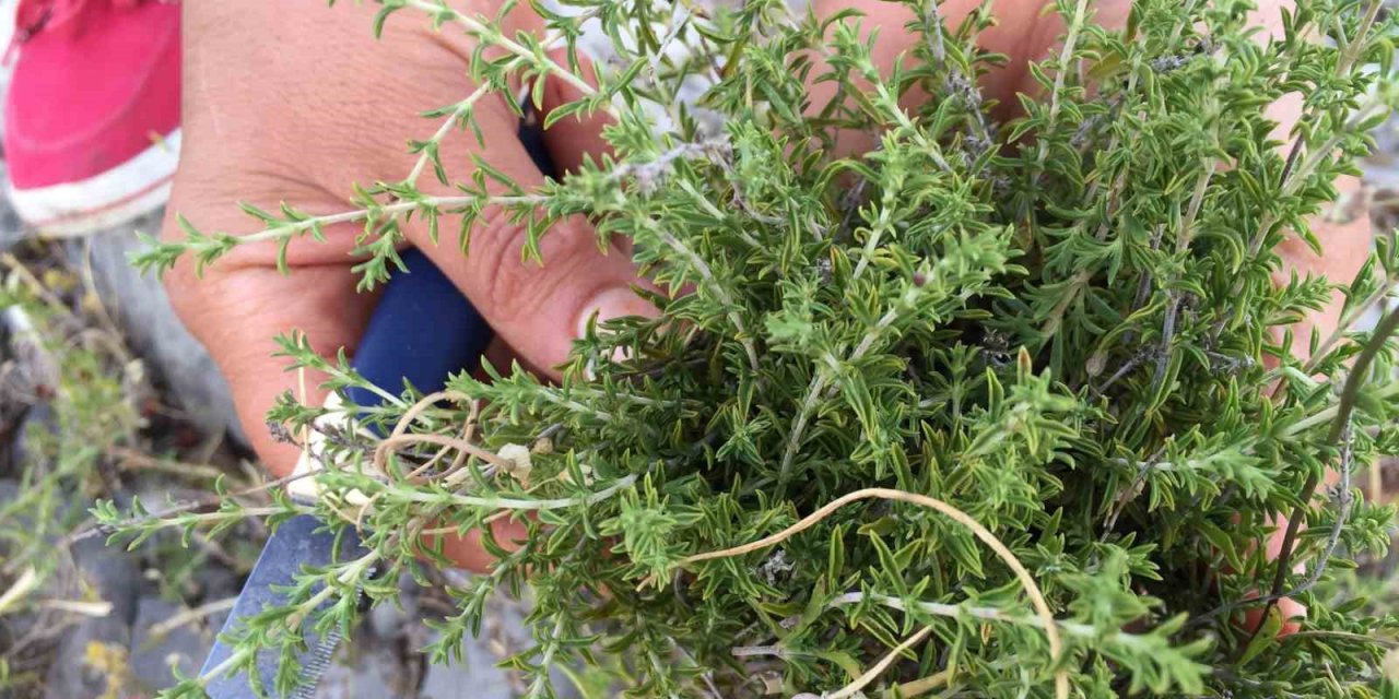 Toros Dağlarını Eteklerinden Özenle Kesilip Kökü Toprakta Bırakılıyor