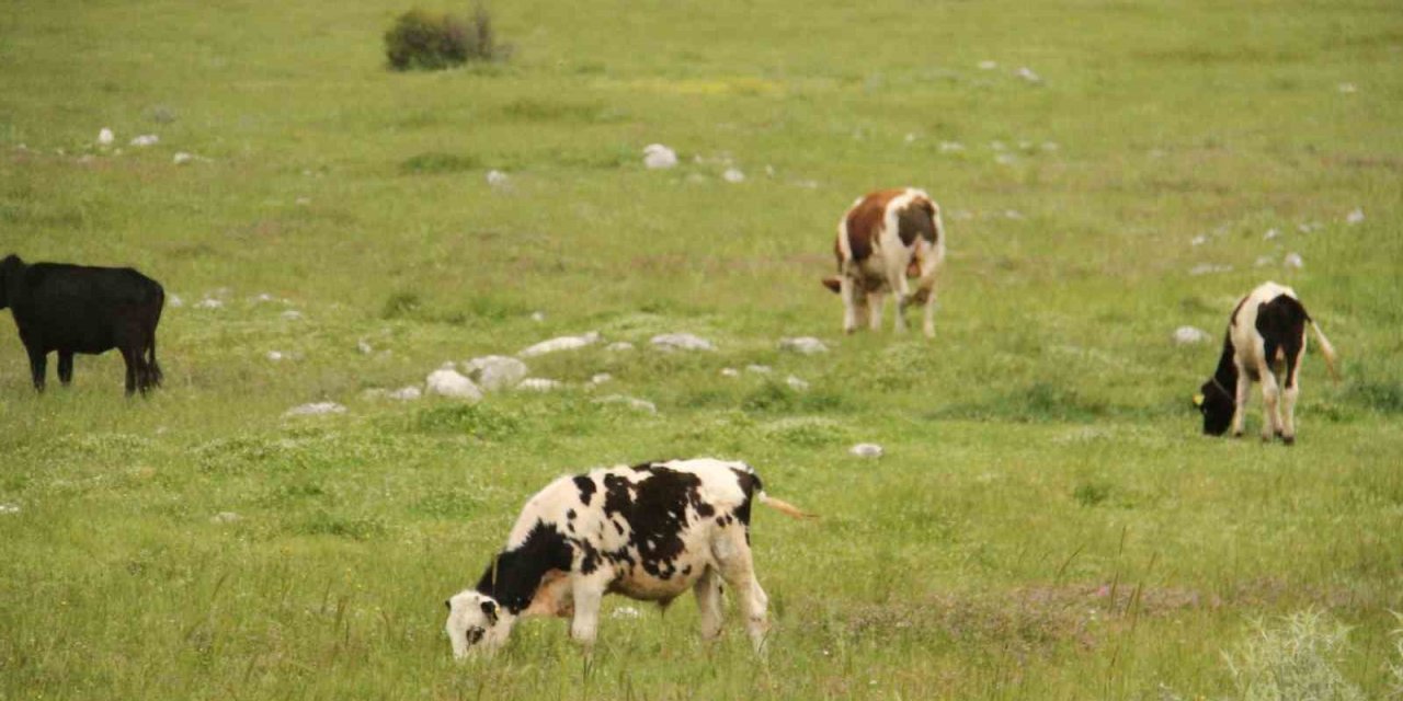Beyşehir’deki Şap Karantinası Sona Erdi