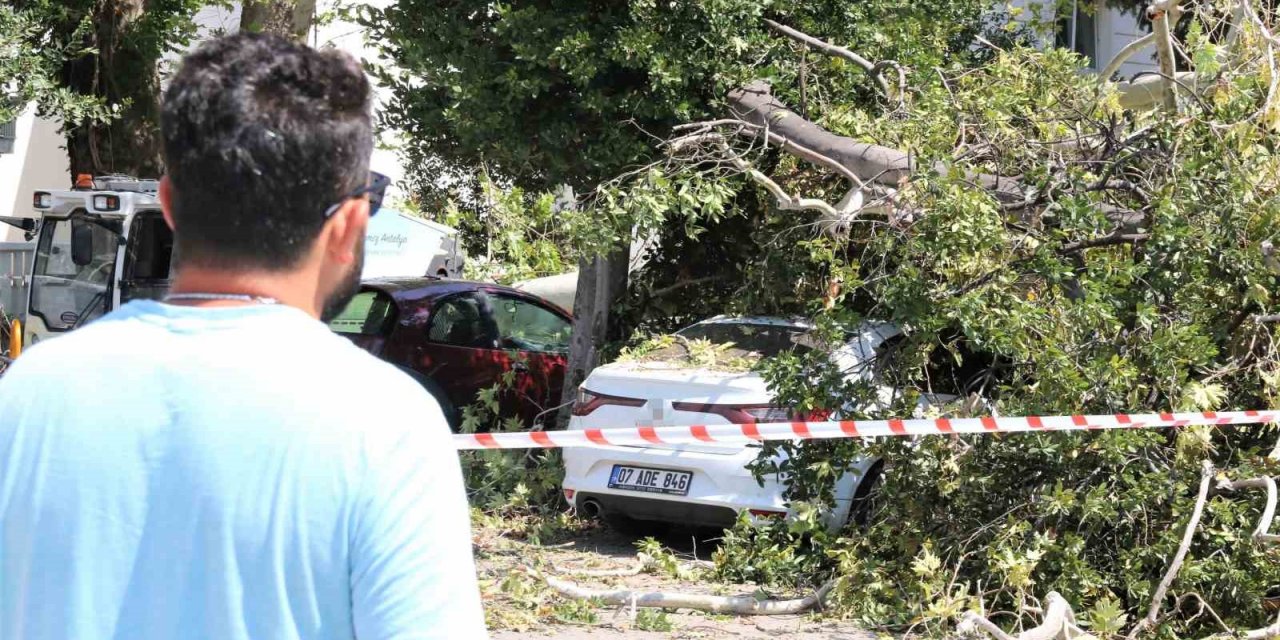 Asırlık Çınar Ağacının Kırılan Dalı 5 Araçta Hasara Yol Açtı