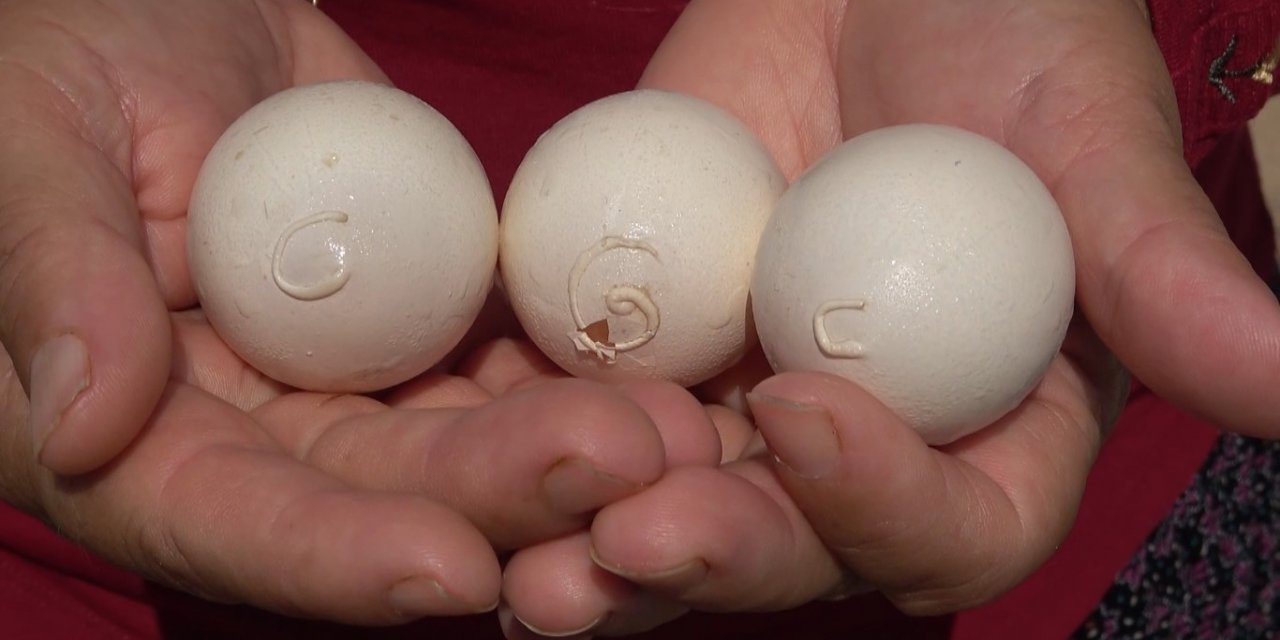Yumurtanın Üzerinde Tavuğun Sahibinin İsim Ve Soy İsminin Baş Harflerinin Olduğu İddiası