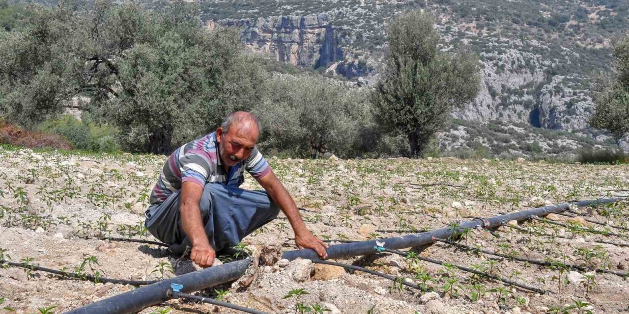 Mersin Büyükşehir Belediyesinin Desteği Üreticiye Bereket Oluyor