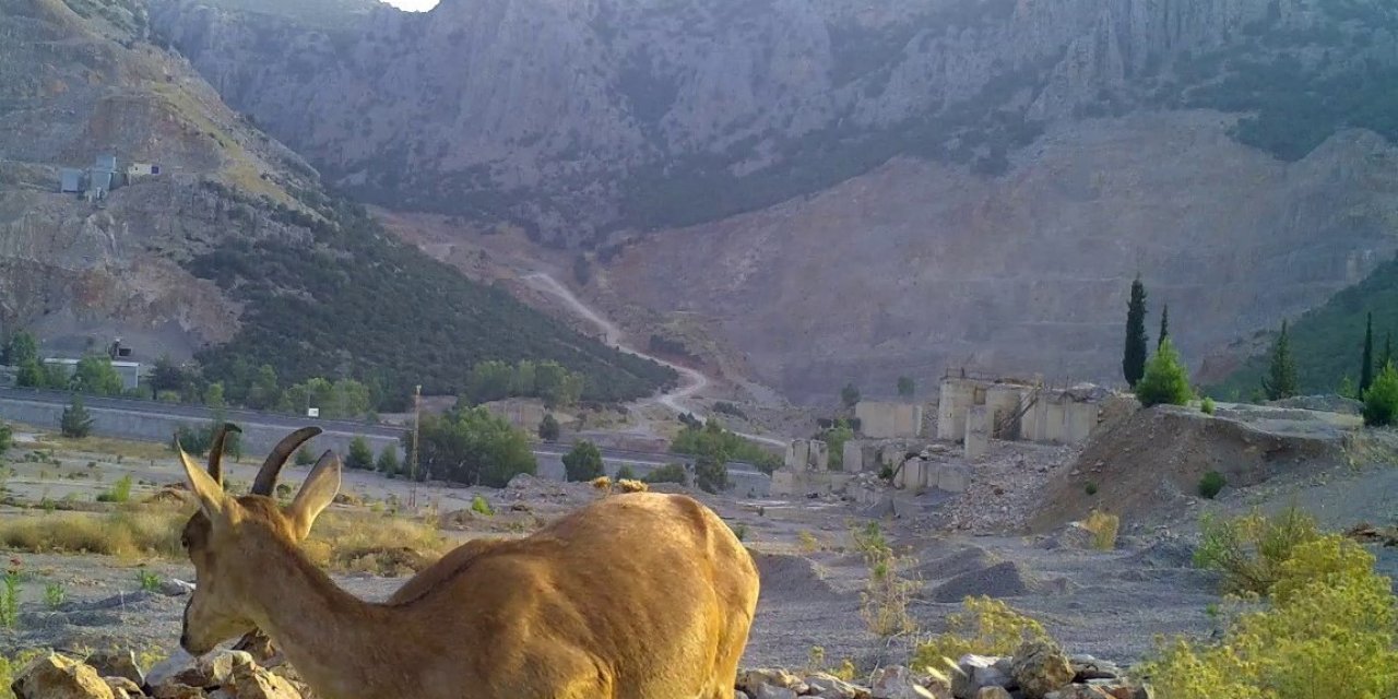 Ormancıların, Can Suyu Havuzları Yaban Hayatına Can Oluyor