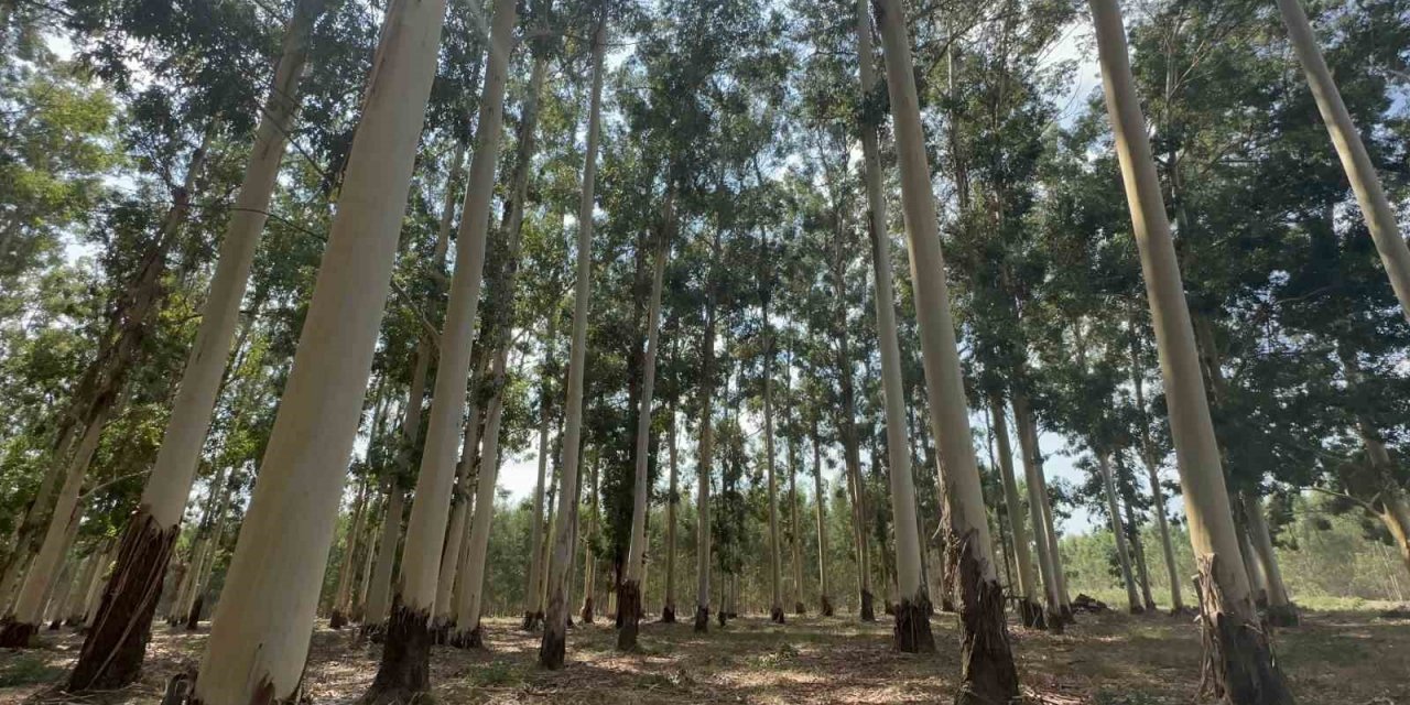 Sıtmadan İnsanların Öldüğü Bataklık Artık Ülke Ekonomisine Can Veriyor