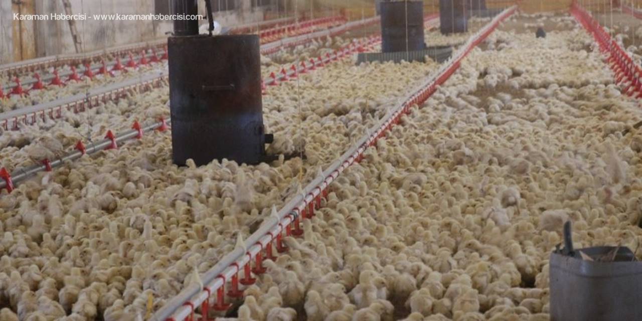 Mersin'de Aç Kalan Civcivler Telef Olmaya Başladı