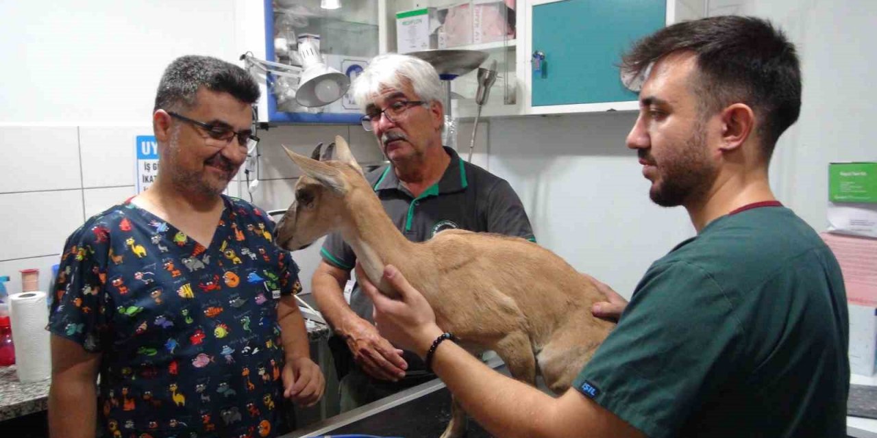 Köpekler Tarafından Saldırıya Uğrayan Ve Tedavisi Tamamlanan Yavru Dağ Keçisi Doğaya Bırakıldı