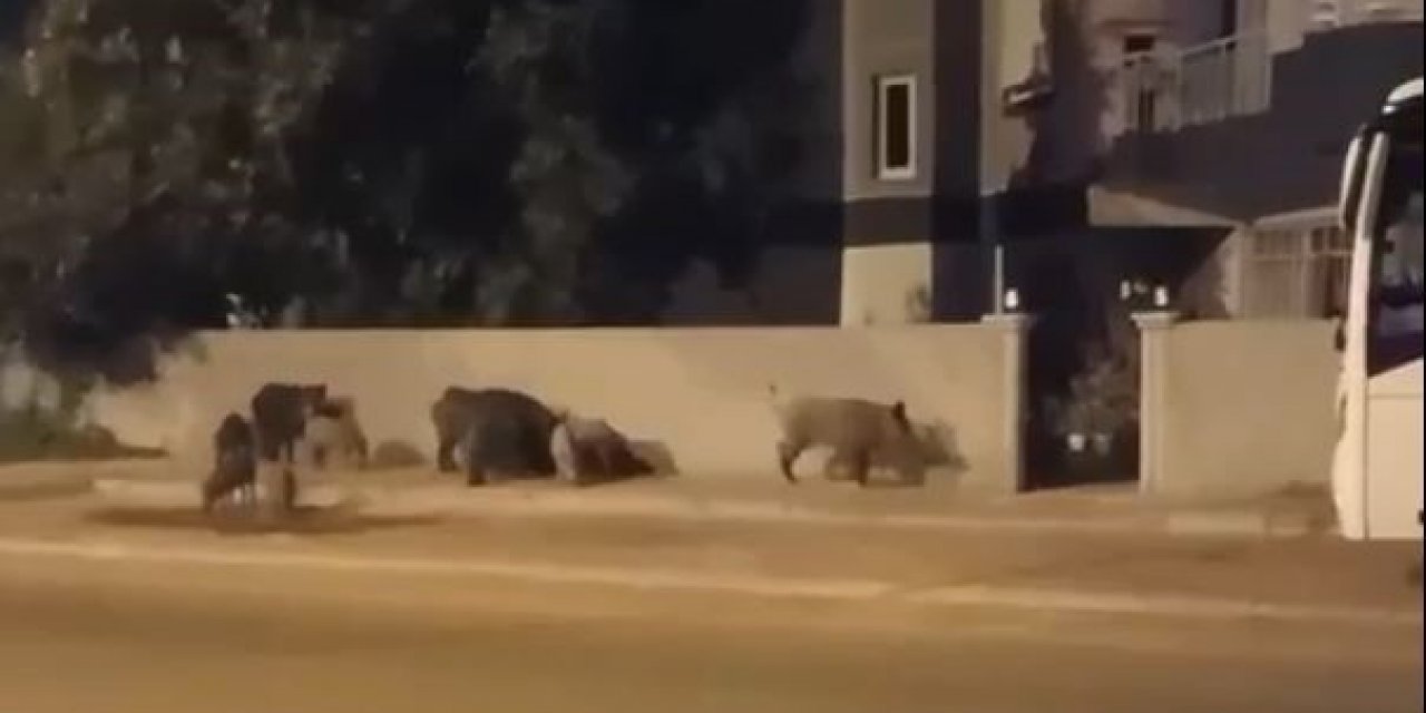 Şehre İnip Evlerin Kapısına Dayanan Domuz Sürüsü, Site Sakinlerini Dışarıda Mahsur Bıraktı