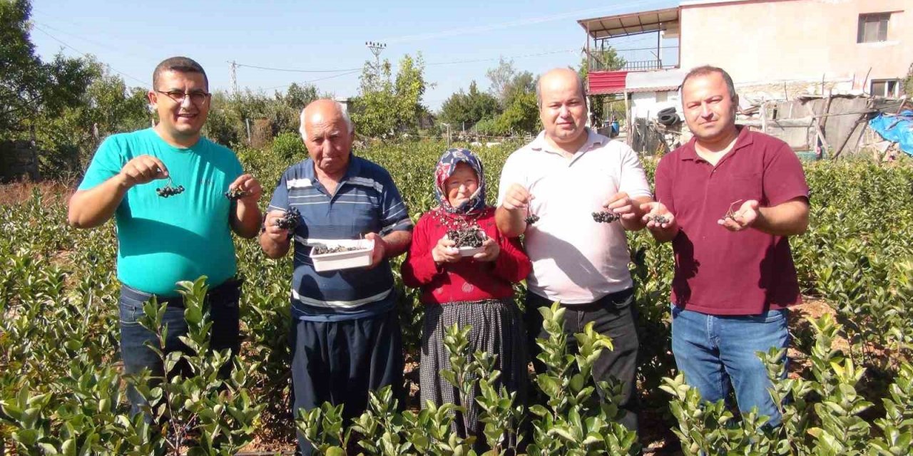 İhracata Giden "aronya" Süper Meyvenin İlk Hasadı Yapıldı