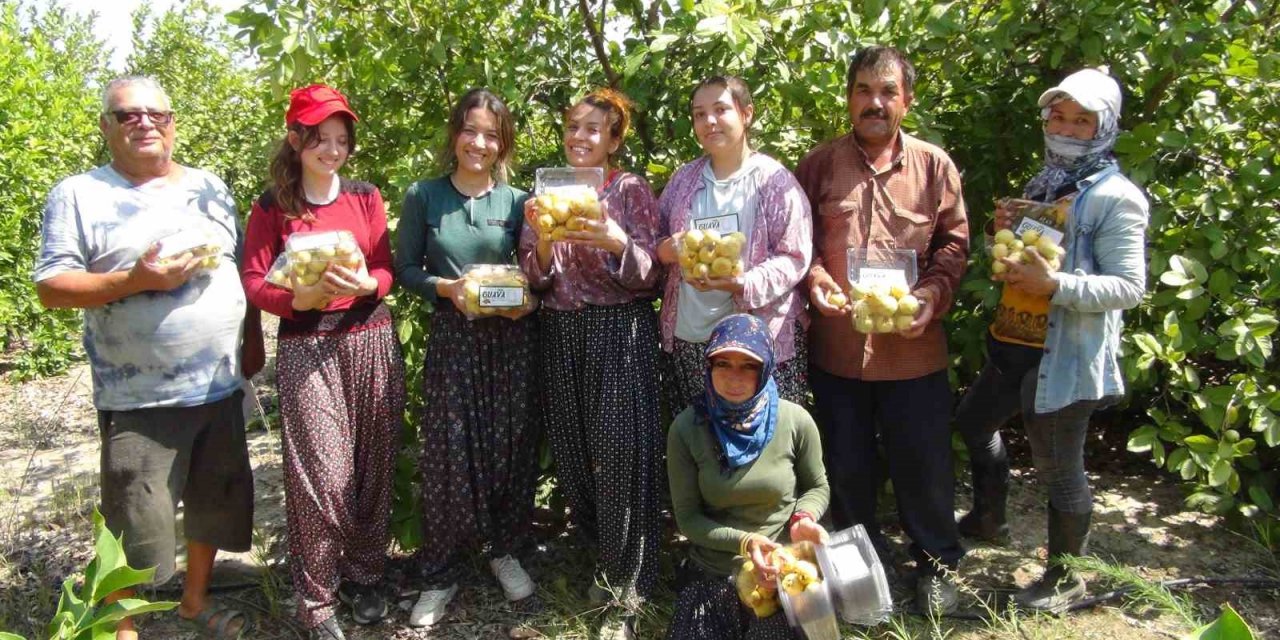 Mersin’de Tropikal Meyve Guavanın Hasadına Başlandı