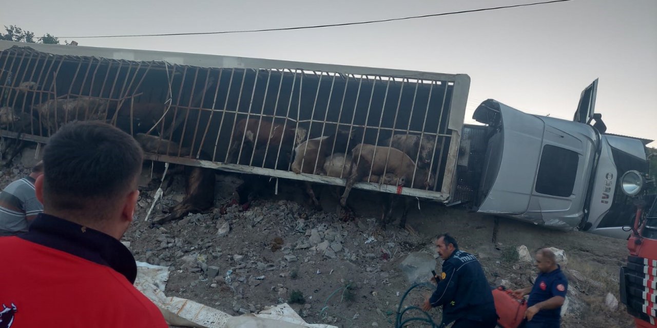 Virajı Alamayan Hayvan Yüklü Tır Devrildi