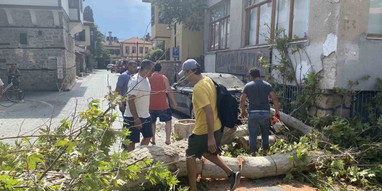 Gövdesi Çürüyen Asırlık Çınar Ağacı Sokak Üzerine Devrildi
