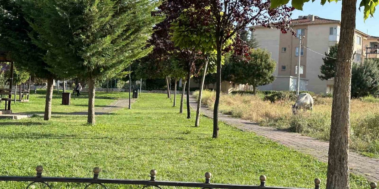 Mahalle Sakinlerinin Başı Boş At Sıkıntısı Devam Ediyor