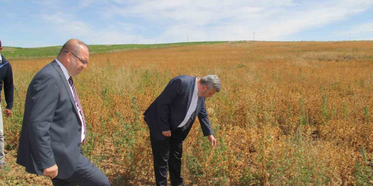 Başkan Altun Ve Kaymakam Gülen’den İhtiyaç Sahipleri İçin Aspir Hasadı