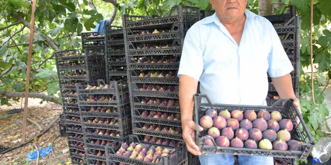 Antalya’da 800 Rakımlı Köyde İncir Hasadı Başladı