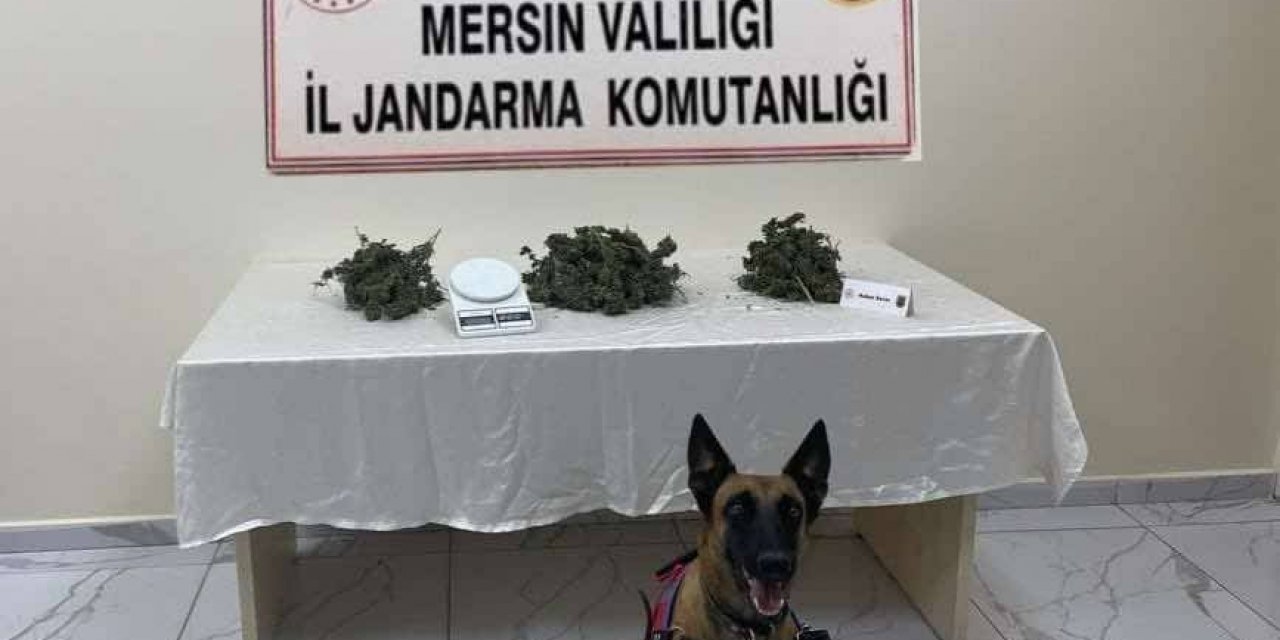 Mersin’de 510 Kök Kenevir Bitkisi Ele Geçirildi