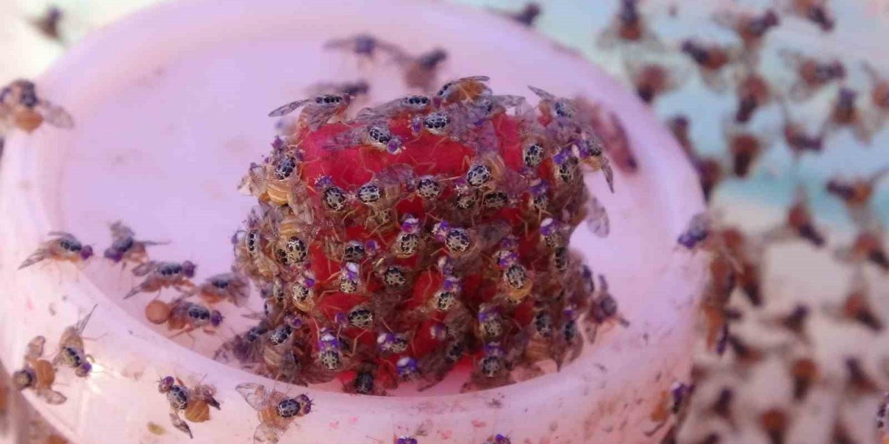 Meyve Zararlıların Doğal Düşmanı Böcekler Göreve Başladı