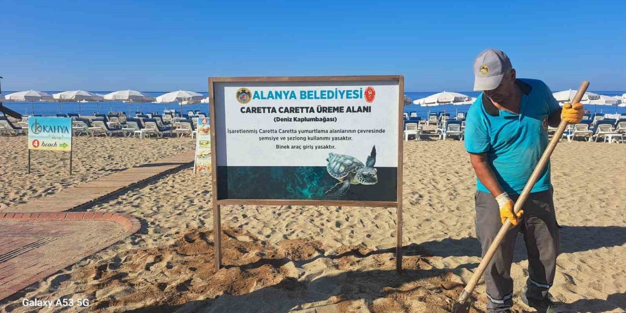 Alanya Belediyesinden Caretta Carettalara Özel Çalışma