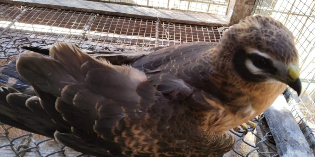 Abdülhamid Han Sondaj Gemisi Güvertesine Düşen Ala Doğan Tedaviye Alındı