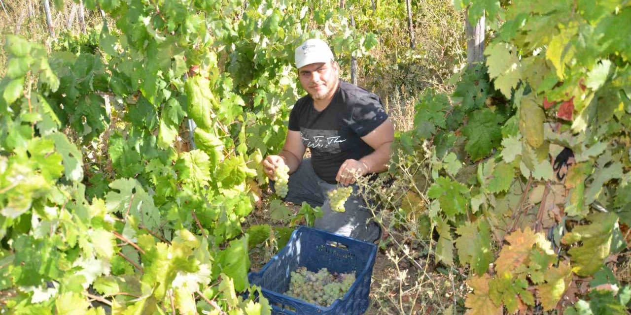 Antalya’da Üzüm Sepetleri Boş Kaldı