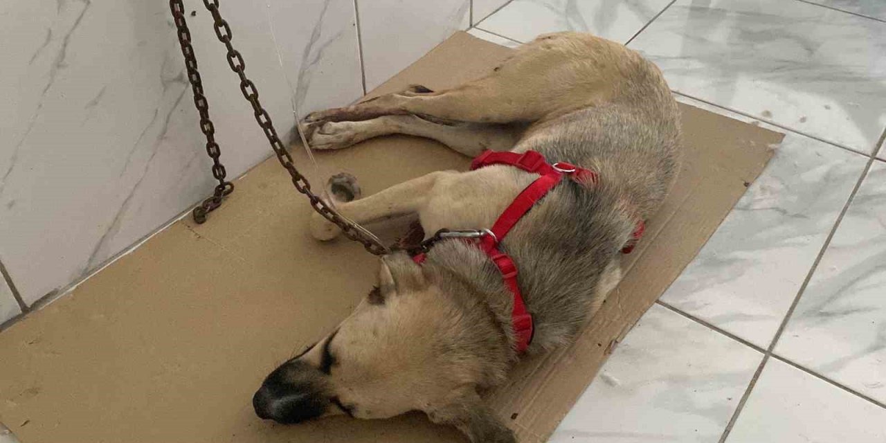 Yaralı Halde Bulunan Sokak Köpeğinin Röntgen Görüntüsü Şoke Etti