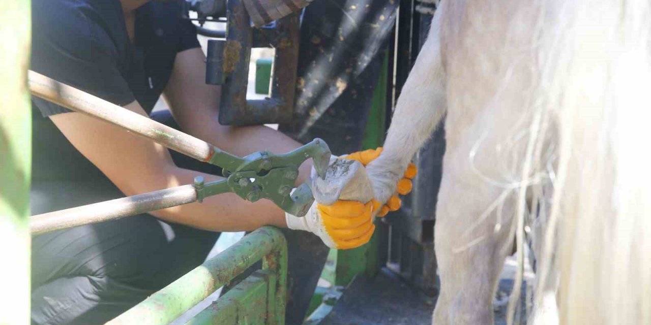 Antalya Doğal Yaşam Parkı’nda Hayvanlar İçin Tırnak Bakımı