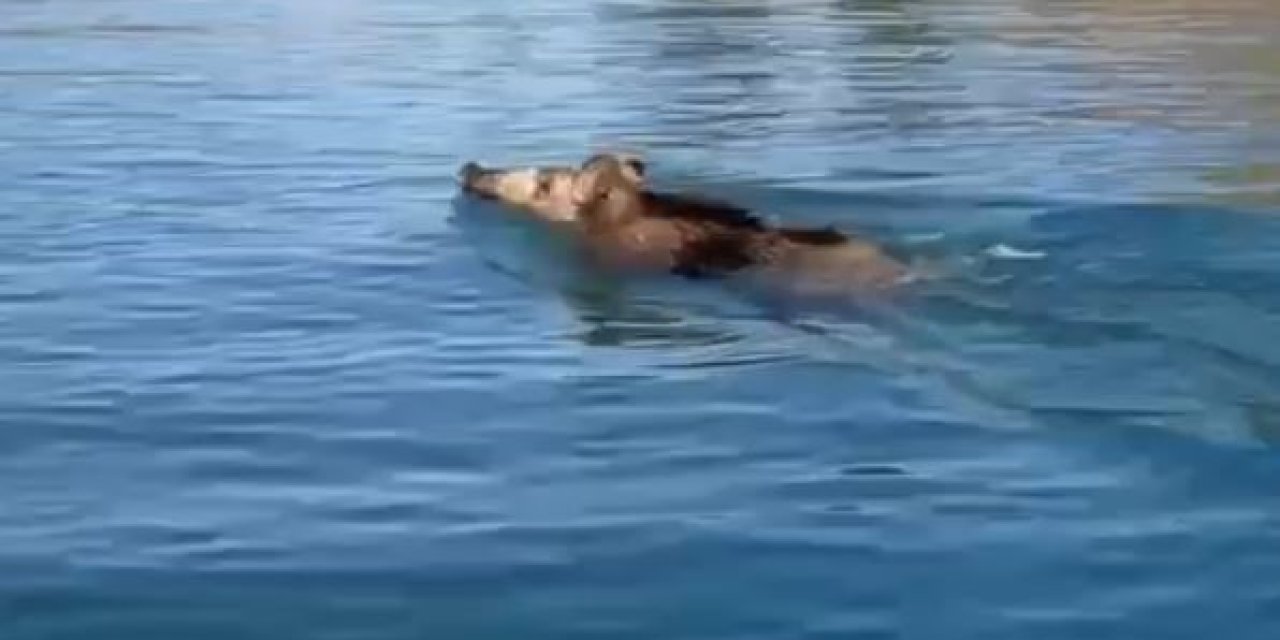 Baraj Gölünde Yüzen Yaban Domuzlarını Gören Vatandaşlar Şaşkına Döndü