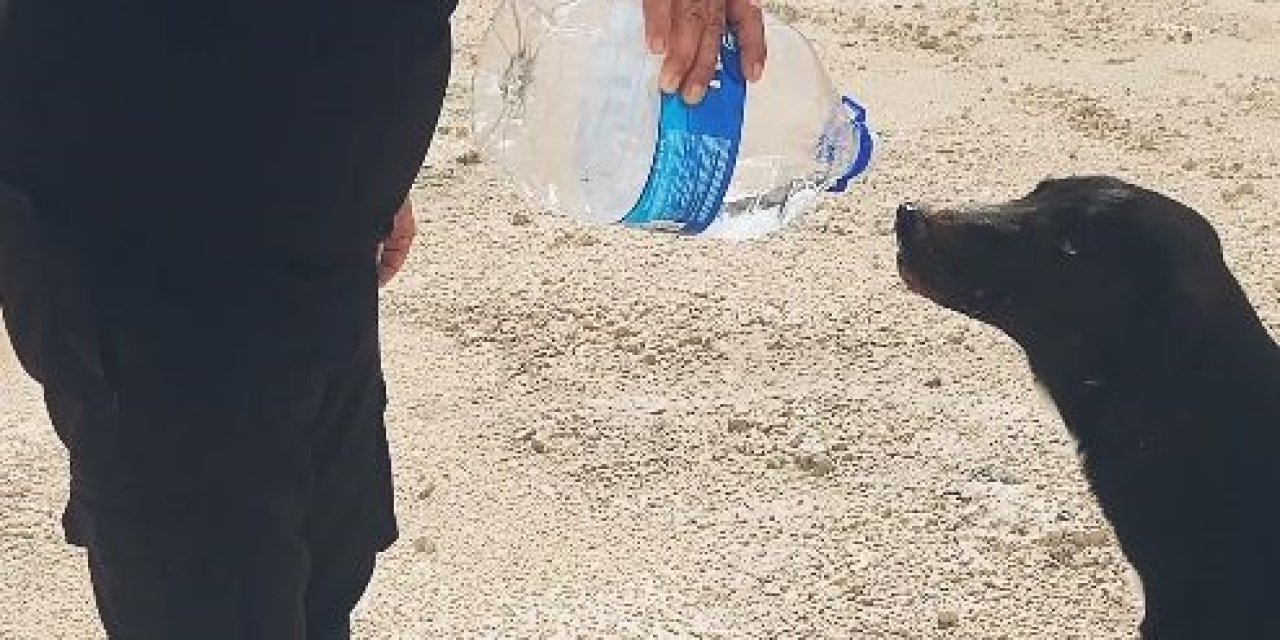 Otomobilindeki 5 Litre Suyu Köpeklere Elleriyle İçirdi, Duygusal Anlar Yaşandı