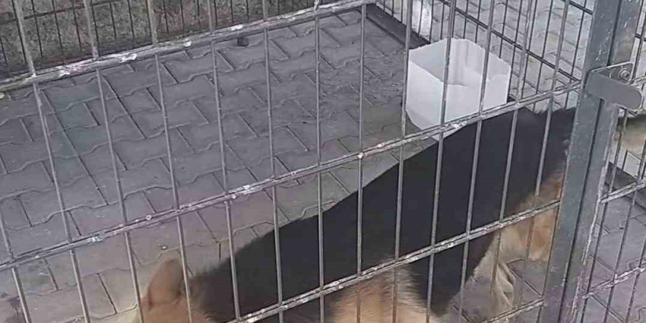 Gence Saldıran Köpek Yakalandı, Bakıcısına İşlem Yapıldı