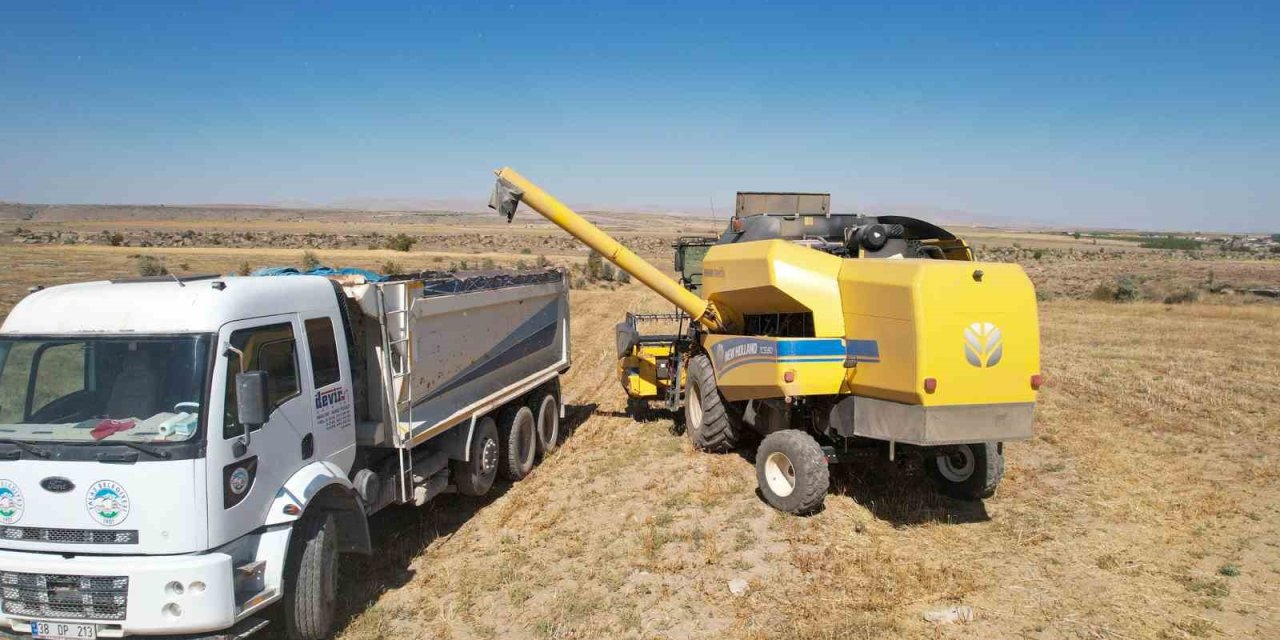 Talas’ta Aspir Hasadı Başladı