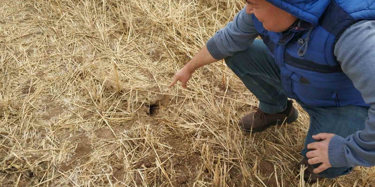 Beyşehir’de Tarlalarda Fare Popülasyonu Artış Gösterdi