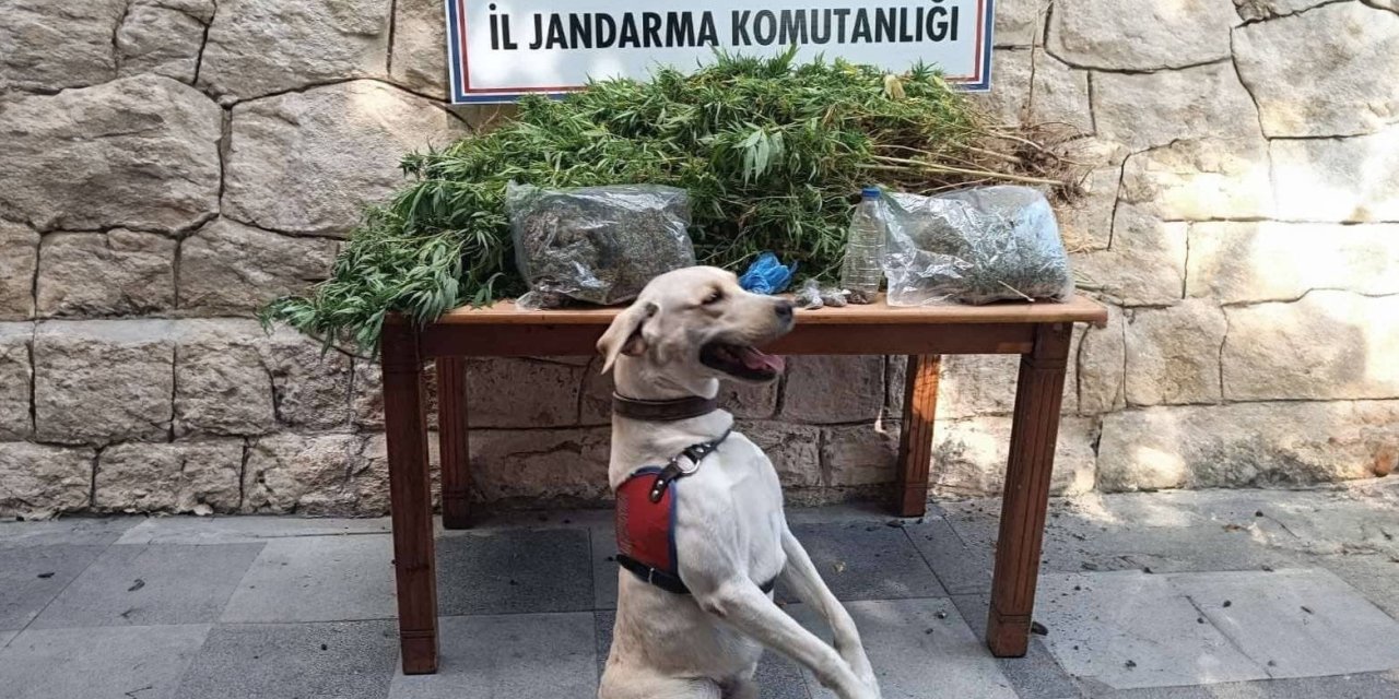 Mersin’de 358 Kök Kenevir Bitkisi Ele Geçirildi