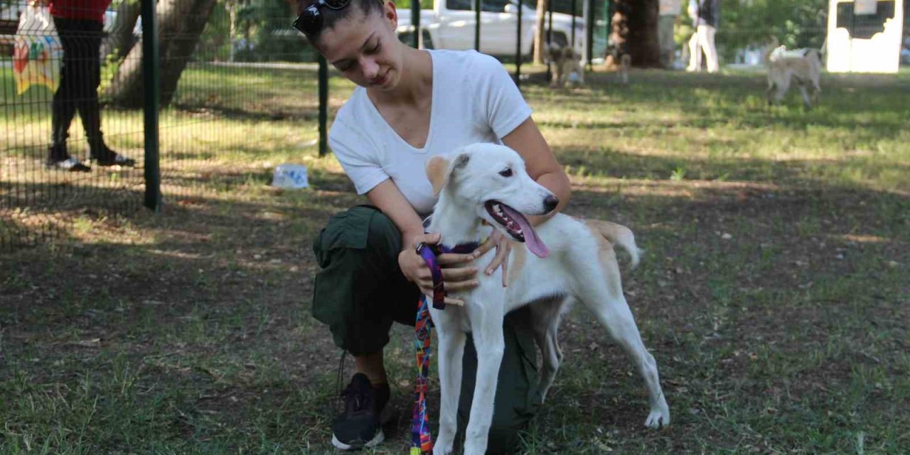 Büyükşehir, Eğitim Verdiği Sokak Canlarını Sahiplendiriyor