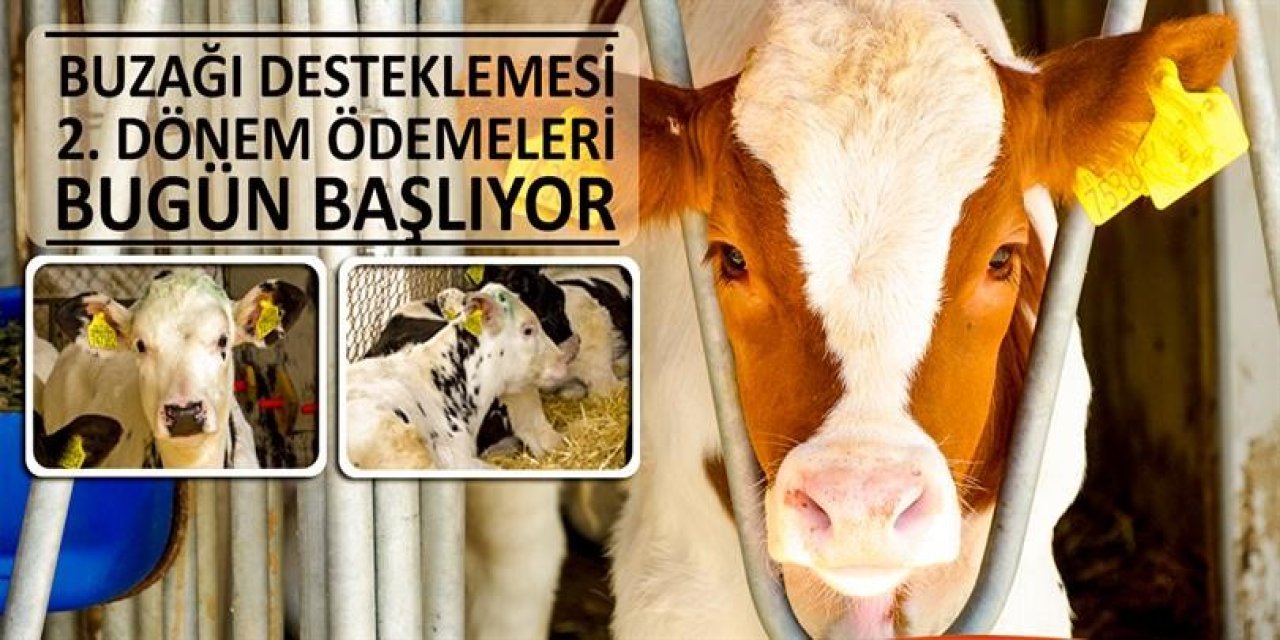 Buzağı Desteklemesi 2’nci Dönem Ödemeleri Bugün Başlıyor