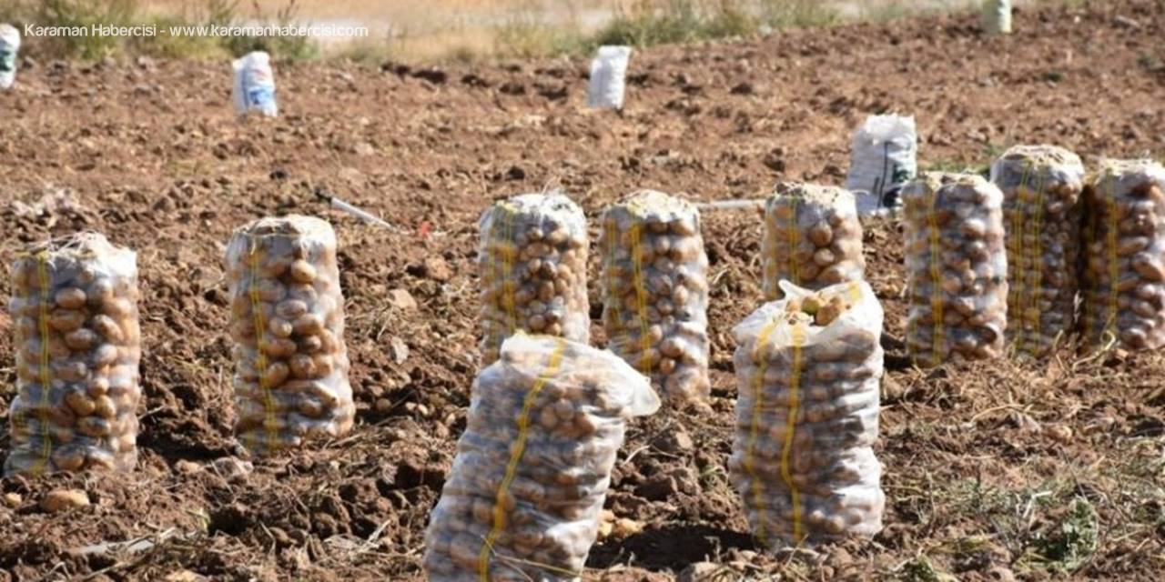 Aksaray'da Patates Ekiminde Yeni Açıklama