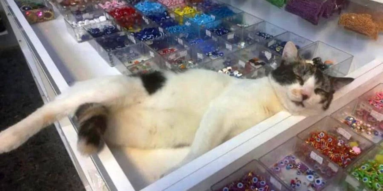 Eskişehir’de Çarşı İçindeki Dükkanda Beslenen Kedilerin Zehirlenerek Öldürüldüğü İddia Edildi