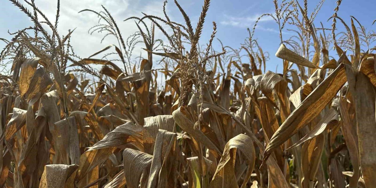 Çiftçiler Mısır Hasadını Bekliyor
