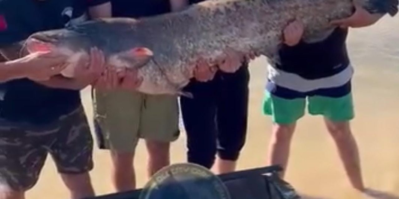 Eskişehirde 1,68 Metre Boyunda 48 Kilogram Ağırlığında Yayın Balığı Yakaladı