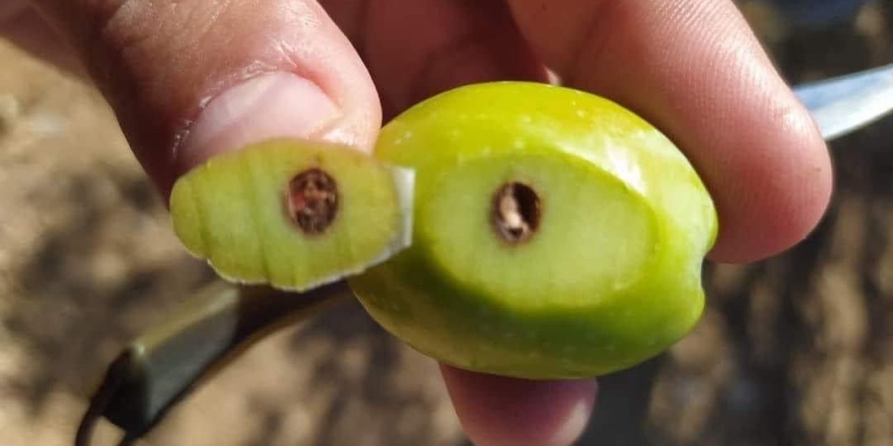 Zeytin Kızılkurduna Dikkat