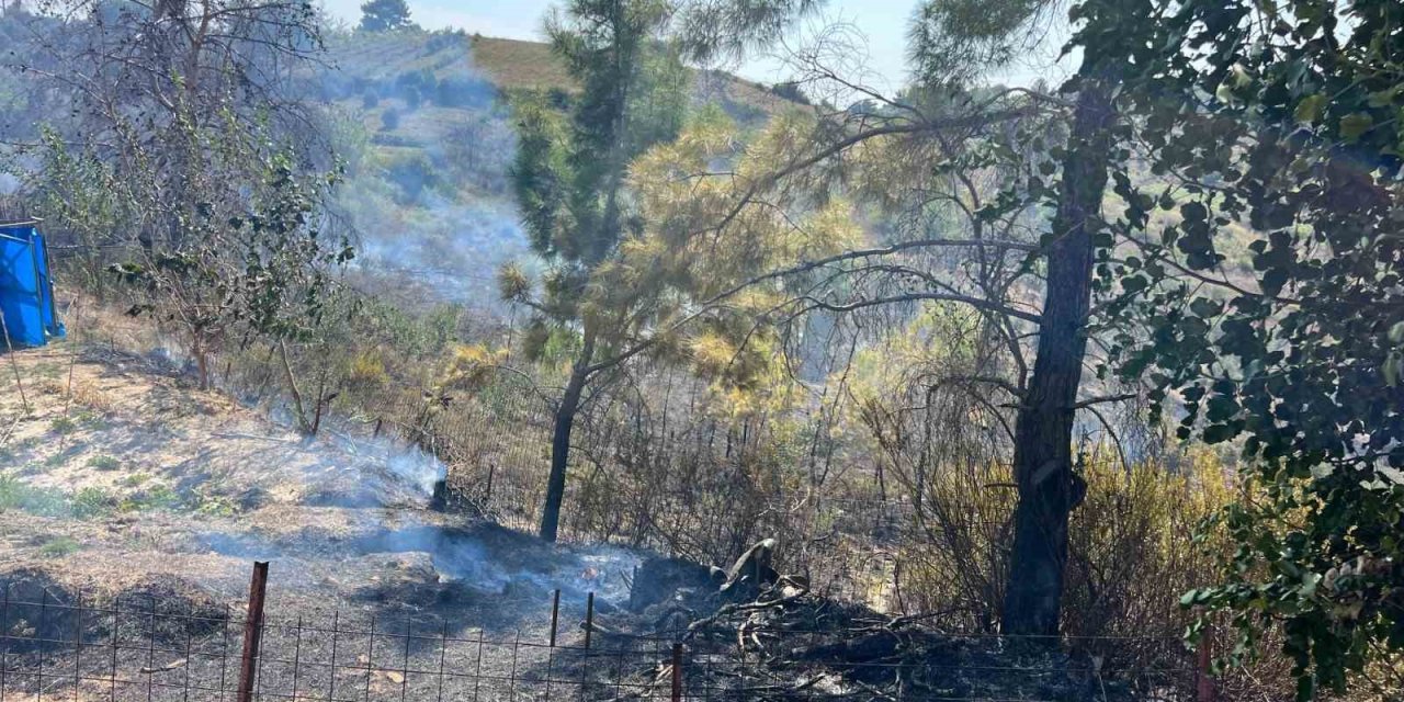 Yangında 150 Zeytin Ağacı Ve Baraka Zarar Gördü
