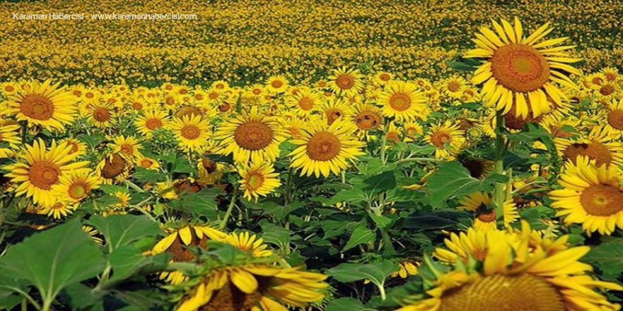 Tohumluk Ayçiçeği Özel Üretim Alanı Belirlendi