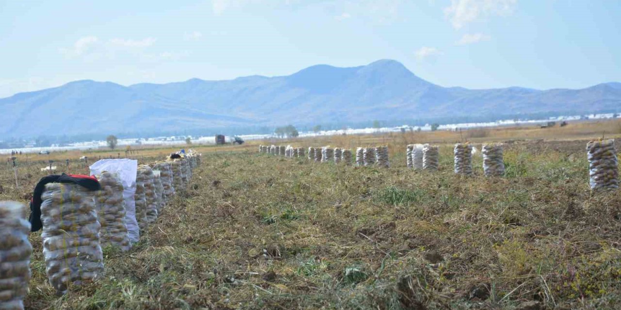 Yaylada Patates Hasadı Sona Erdi